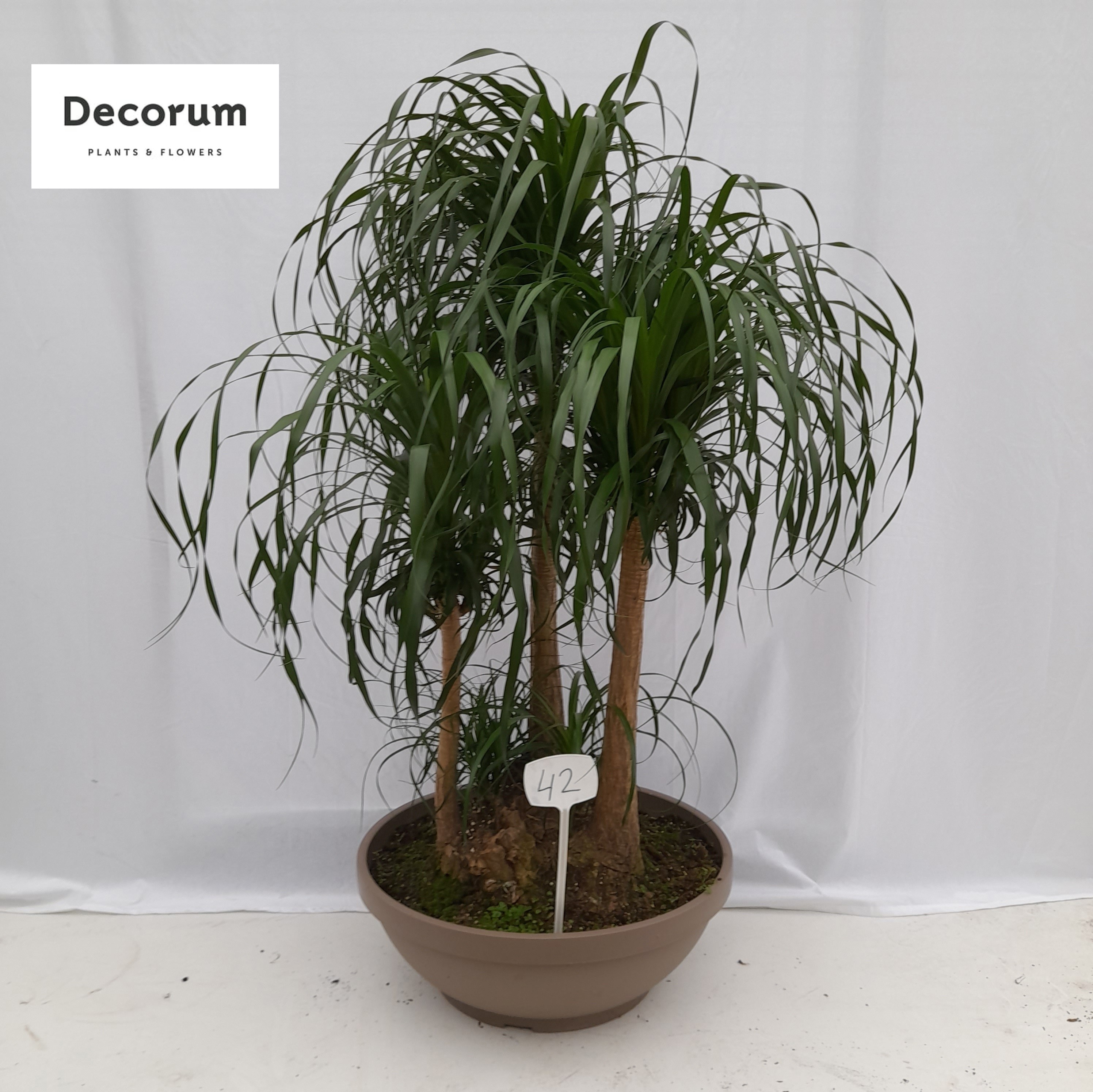 Beaucarnea vertakt op nummer 42, D 60