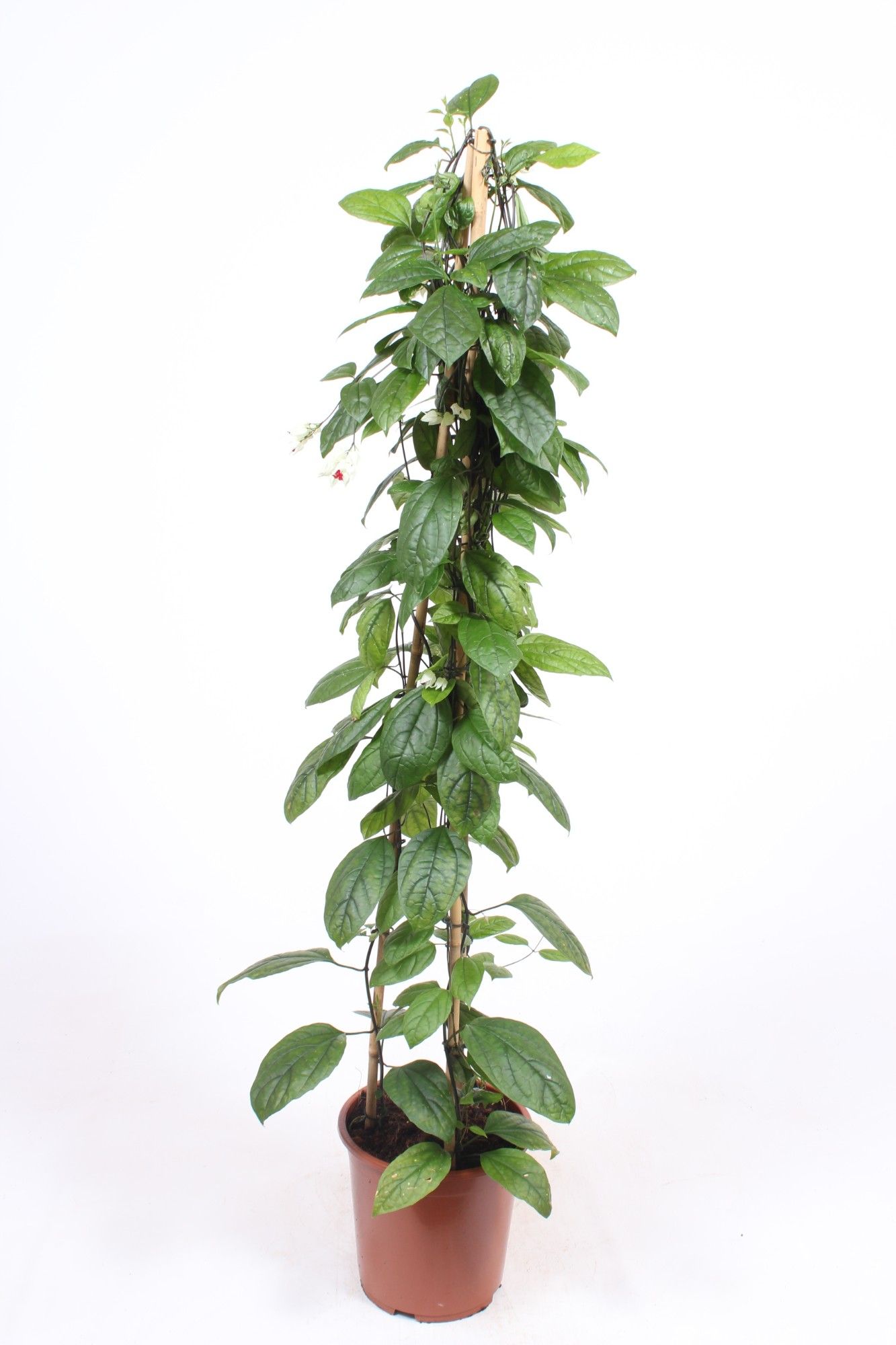 Clerodendrum thomsoniae, D 27