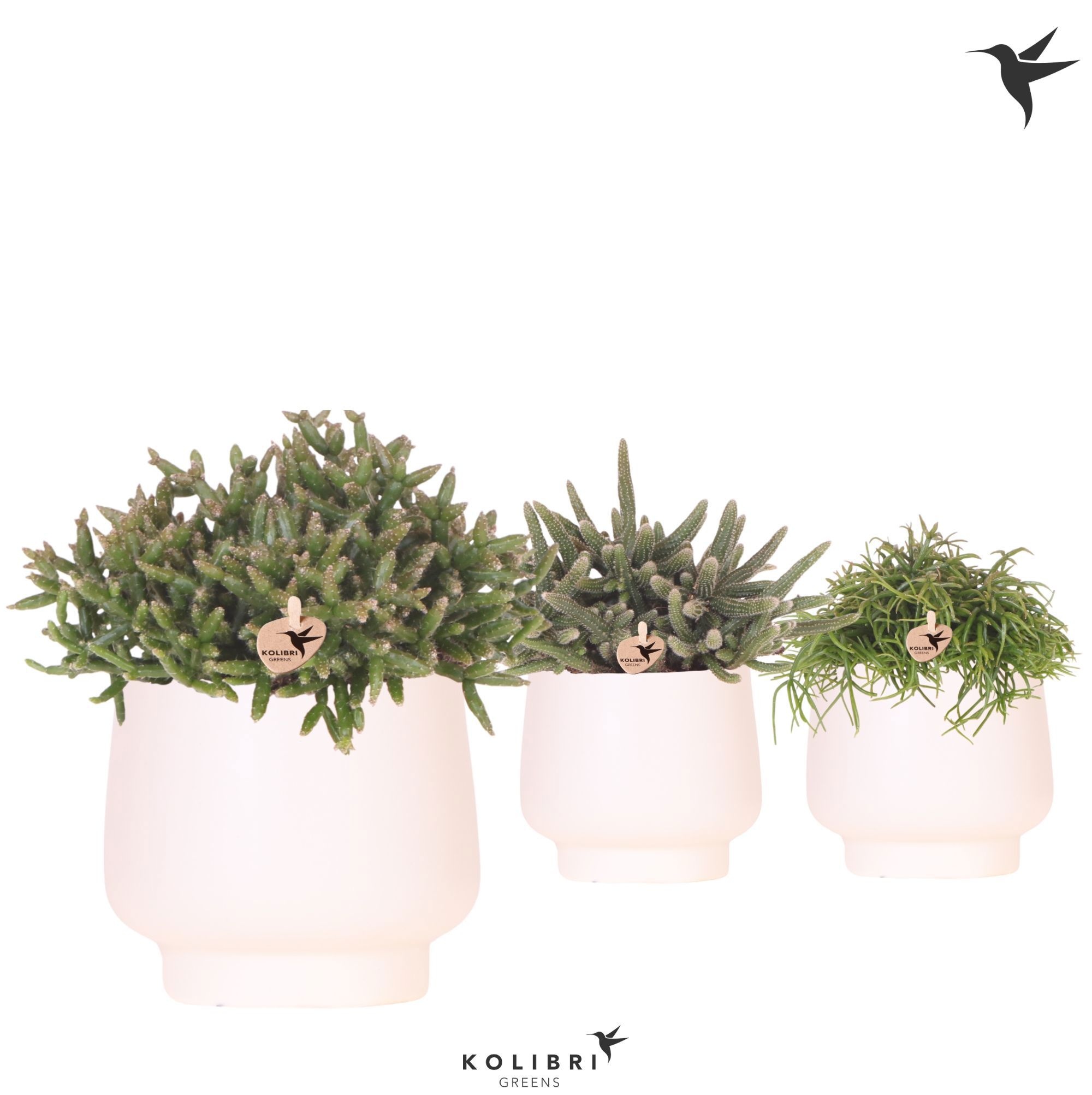Kolibri Greens Rhipsalis mix in Scandic pot white, D 12