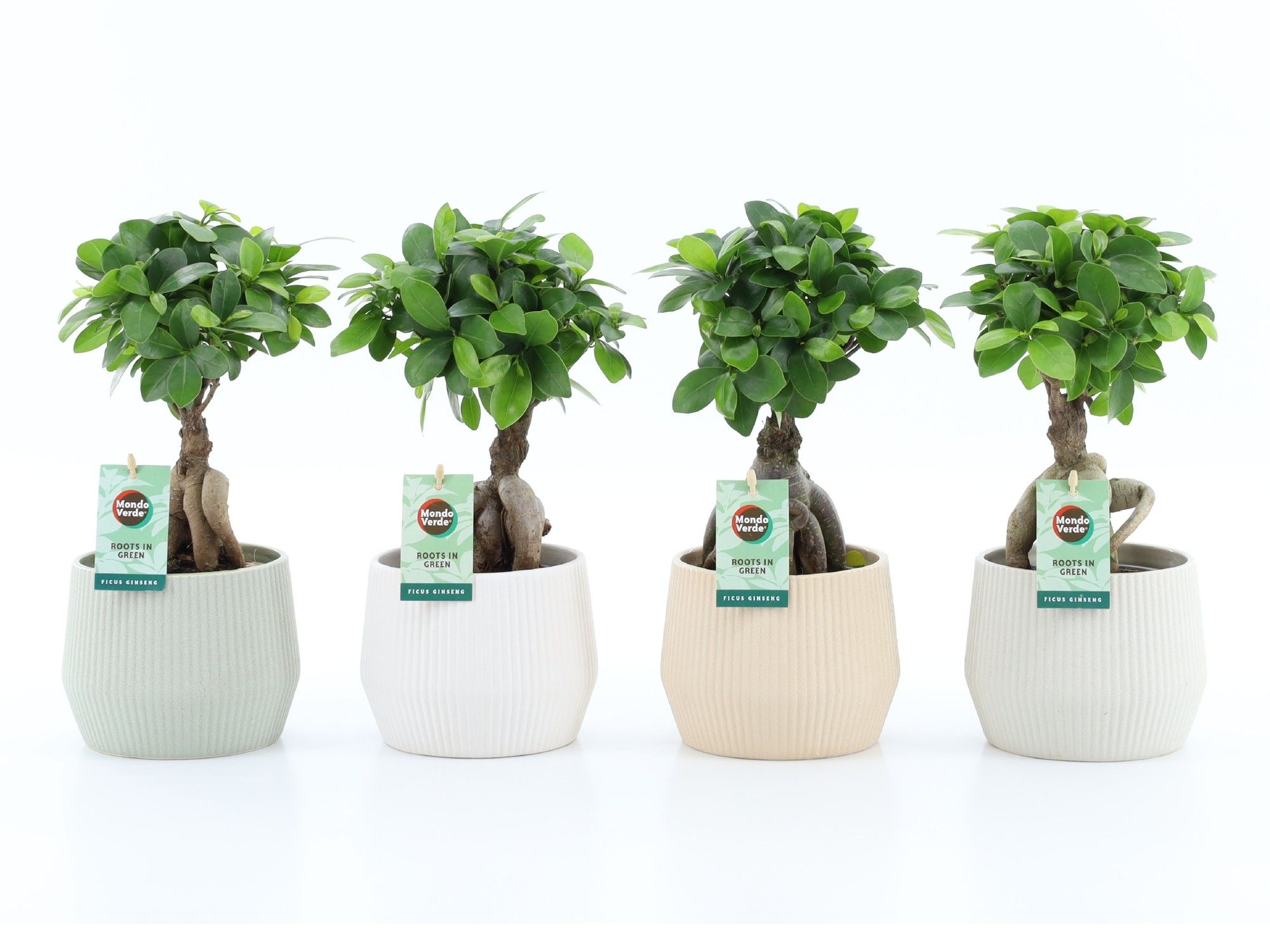 Ficus micr. Ginseng in Sandy keramiek, D 15 cm