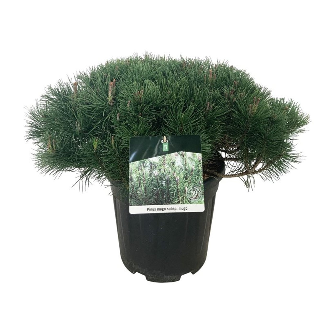 Pinus mugo mugo, D 32