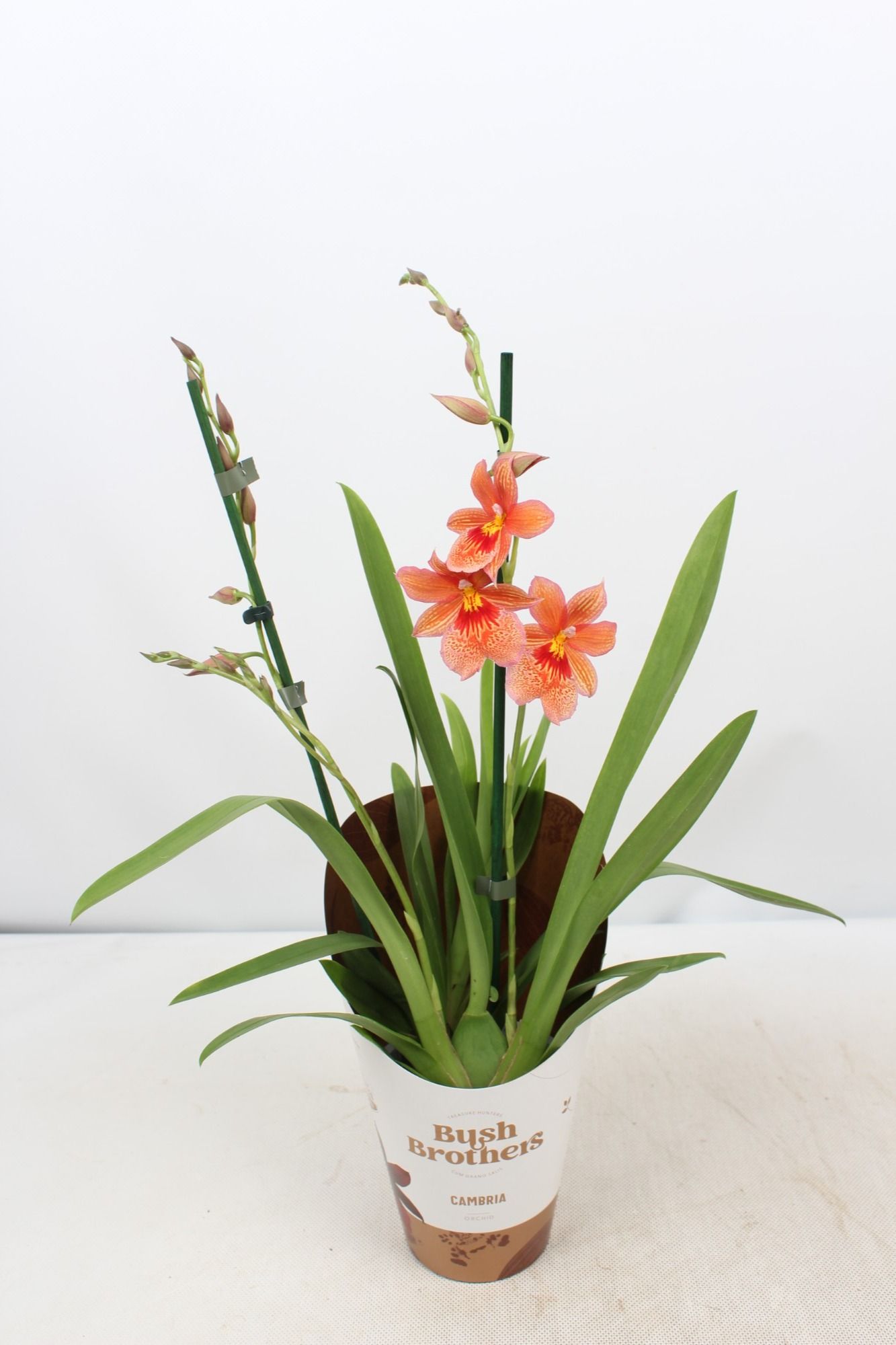 Cambria 'Nelly Isler' Oranje 2 tak 12 cm, D 12