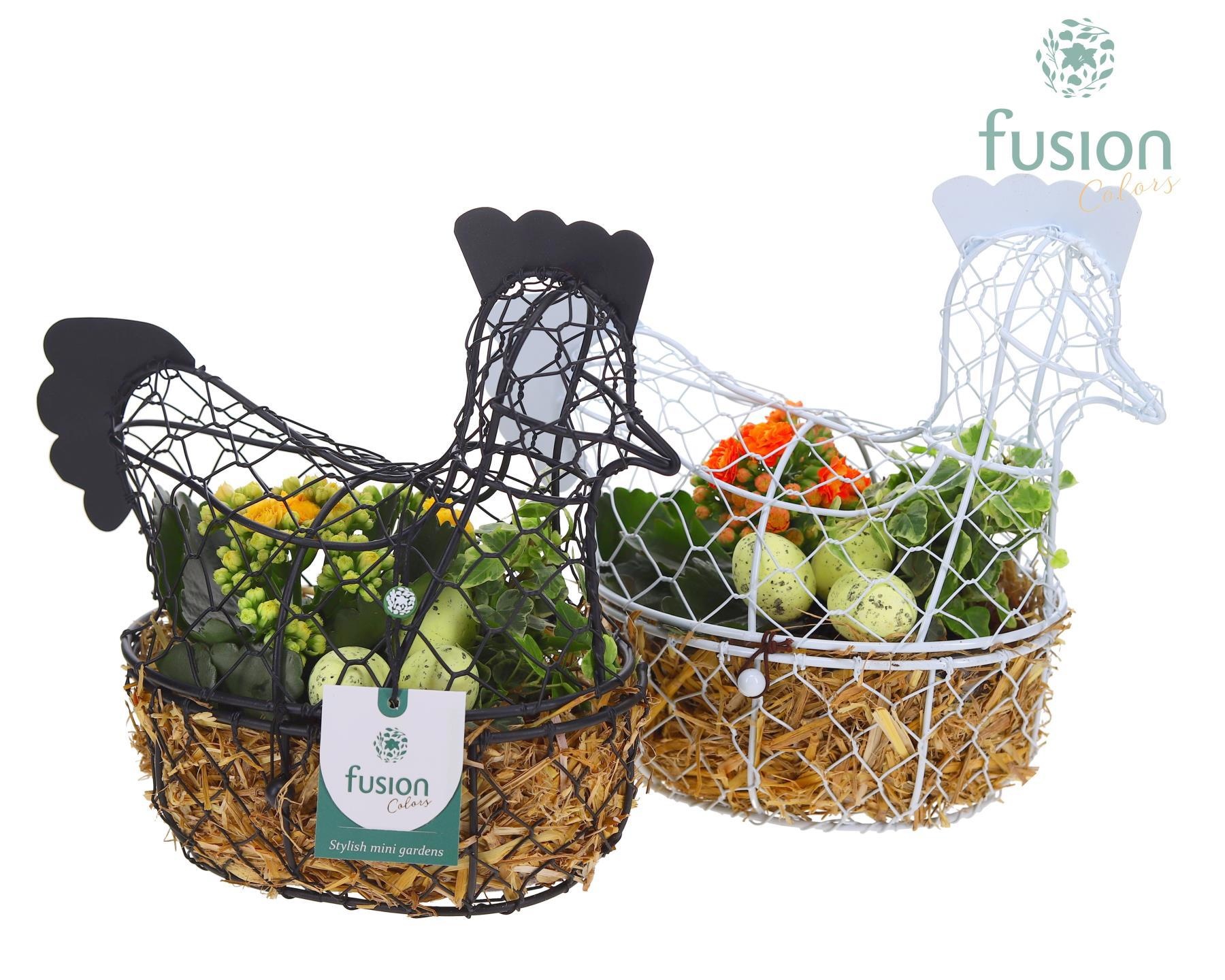 Kip gaas 5 kleuren Pasen met arrangement, D 25