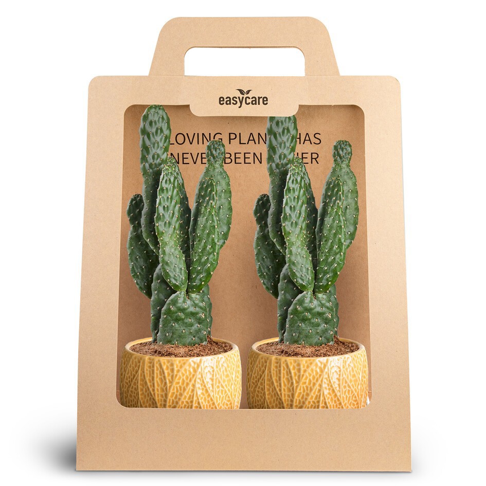 OPUNTIA RUBESCENS 30990012 2-Pack Leaf Tangerine, D 10