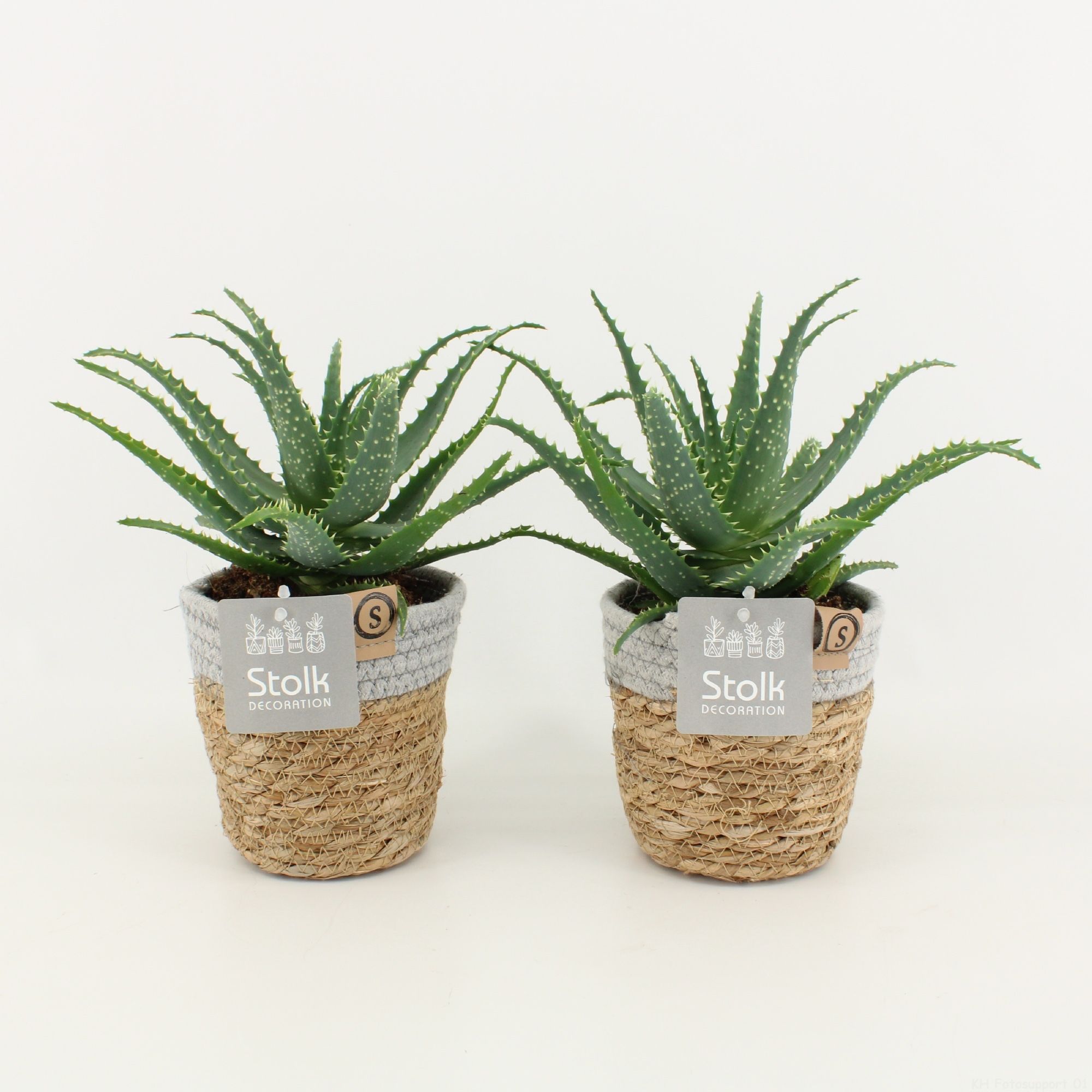 Aloe Arborescens in Basket, D 13