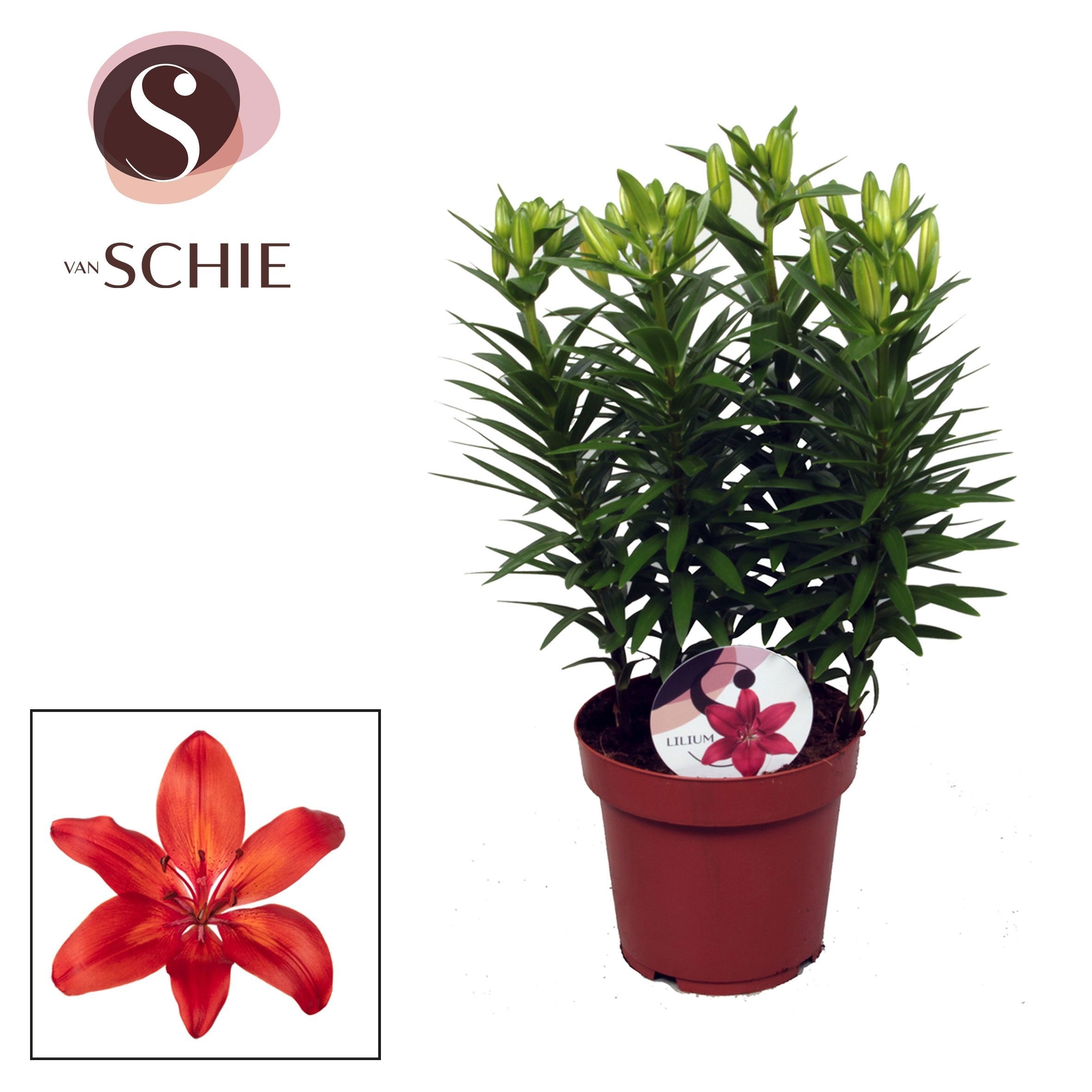 Lilium Az Matrix Red 19cm, D 19