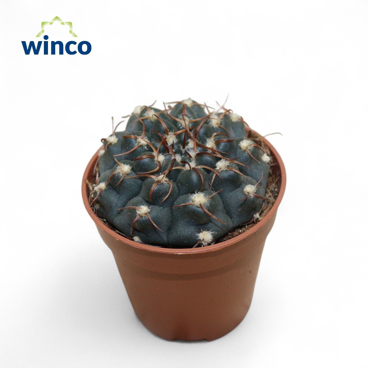 Gymnocalycium Azureum, D 5,5 cm