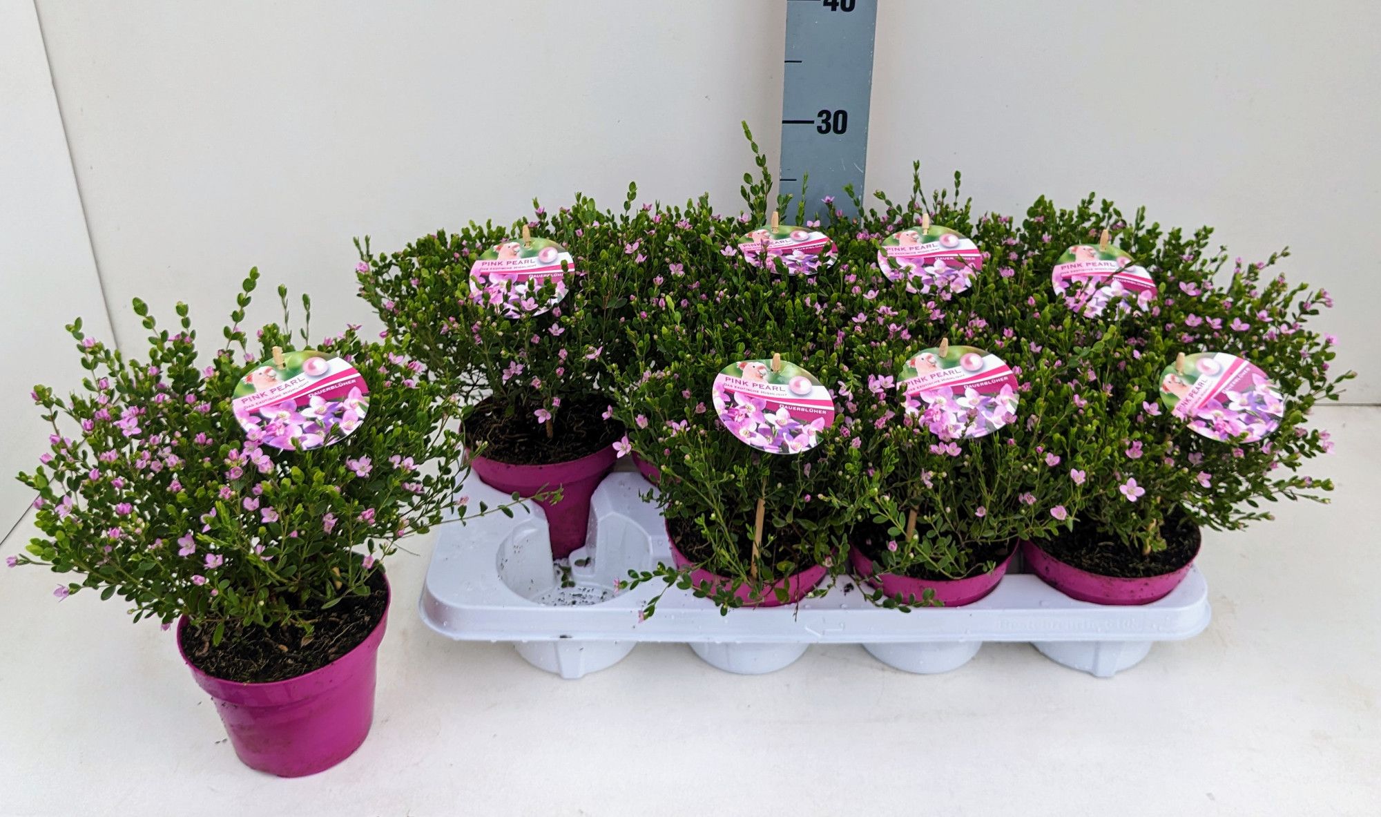 Boronia "Pink Pearl" 13T Dauerblüher!, D 13