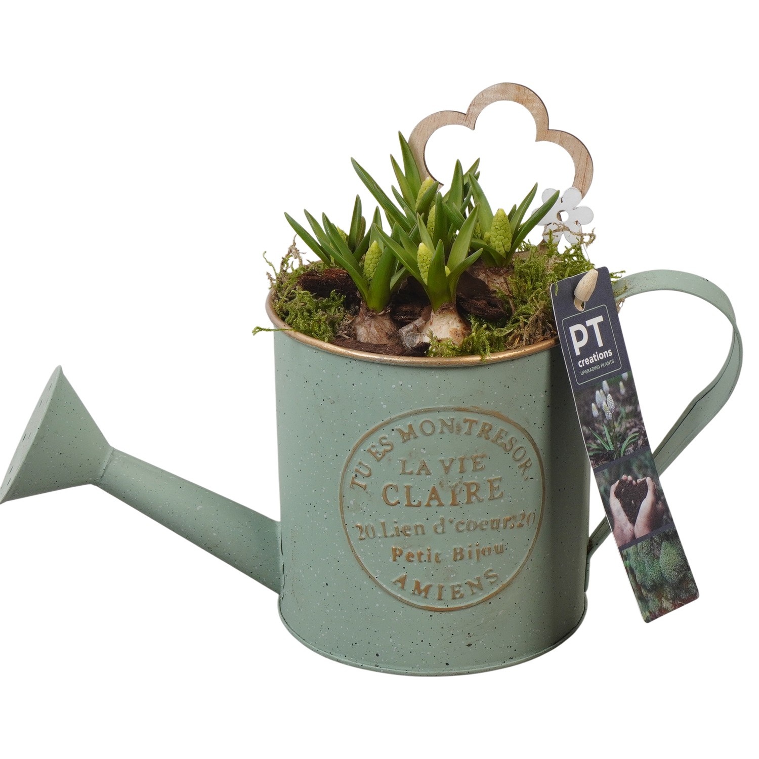 PTWMB8107 Arrangement Muscari White in metalen gieter, D 11