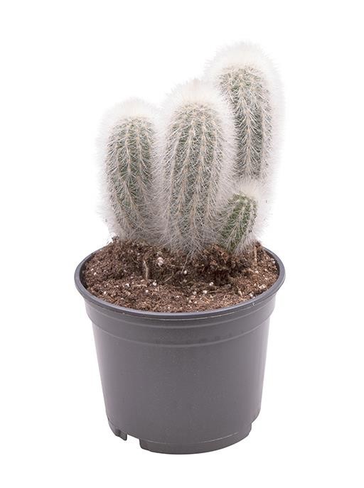 ESPOSTOA MELANOSTELE 'Dibowsskii', D 6 cm