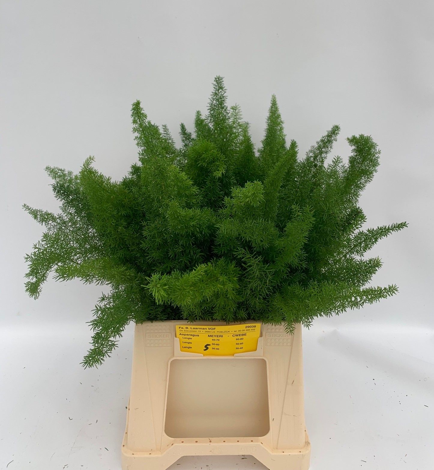 Аспарагус Маерс 40, шт.