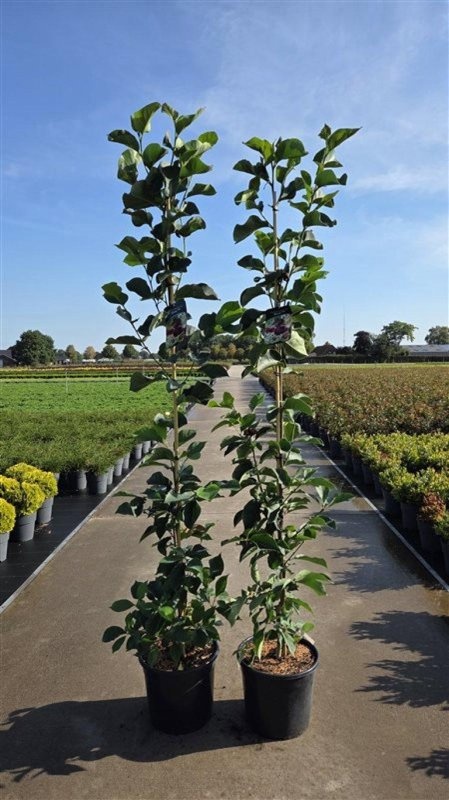 Magnolia 'Genie', D 40