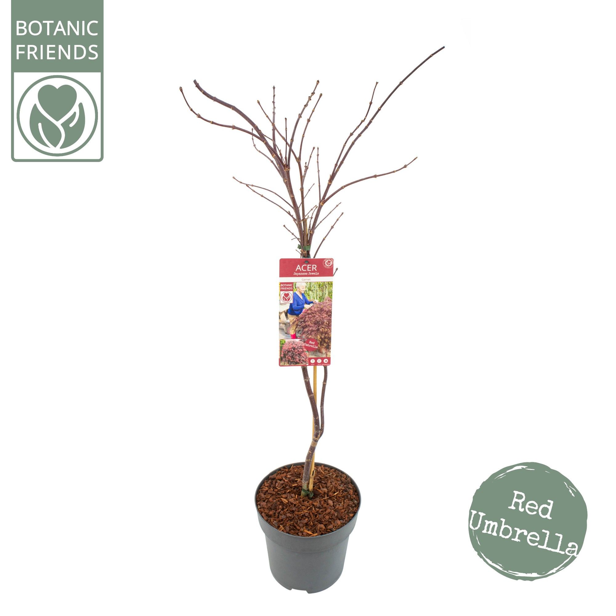 Acer palm. 'Garnet', D 24