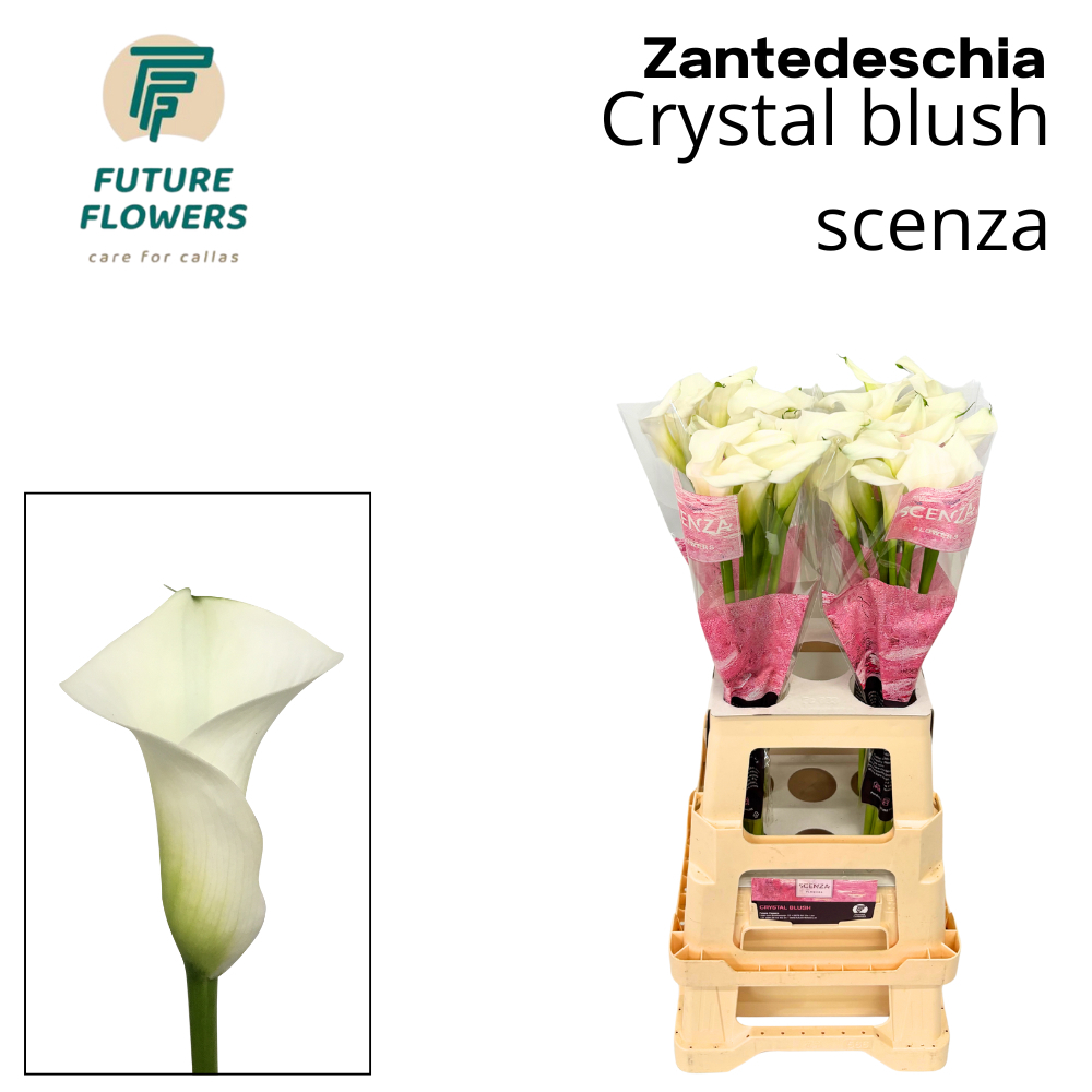 Калла Кристал Блаш 70 (бел.), шт.