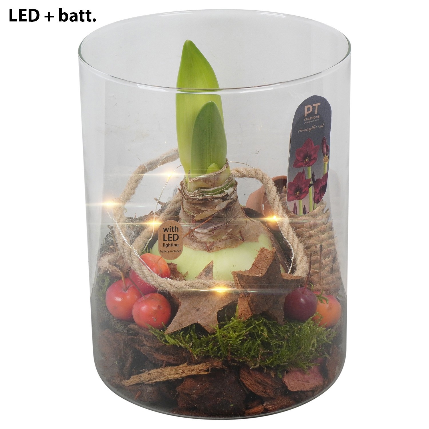 PTACH2410 Arrangement Amaryllis Christmas in glazen cylinder met led, D 15