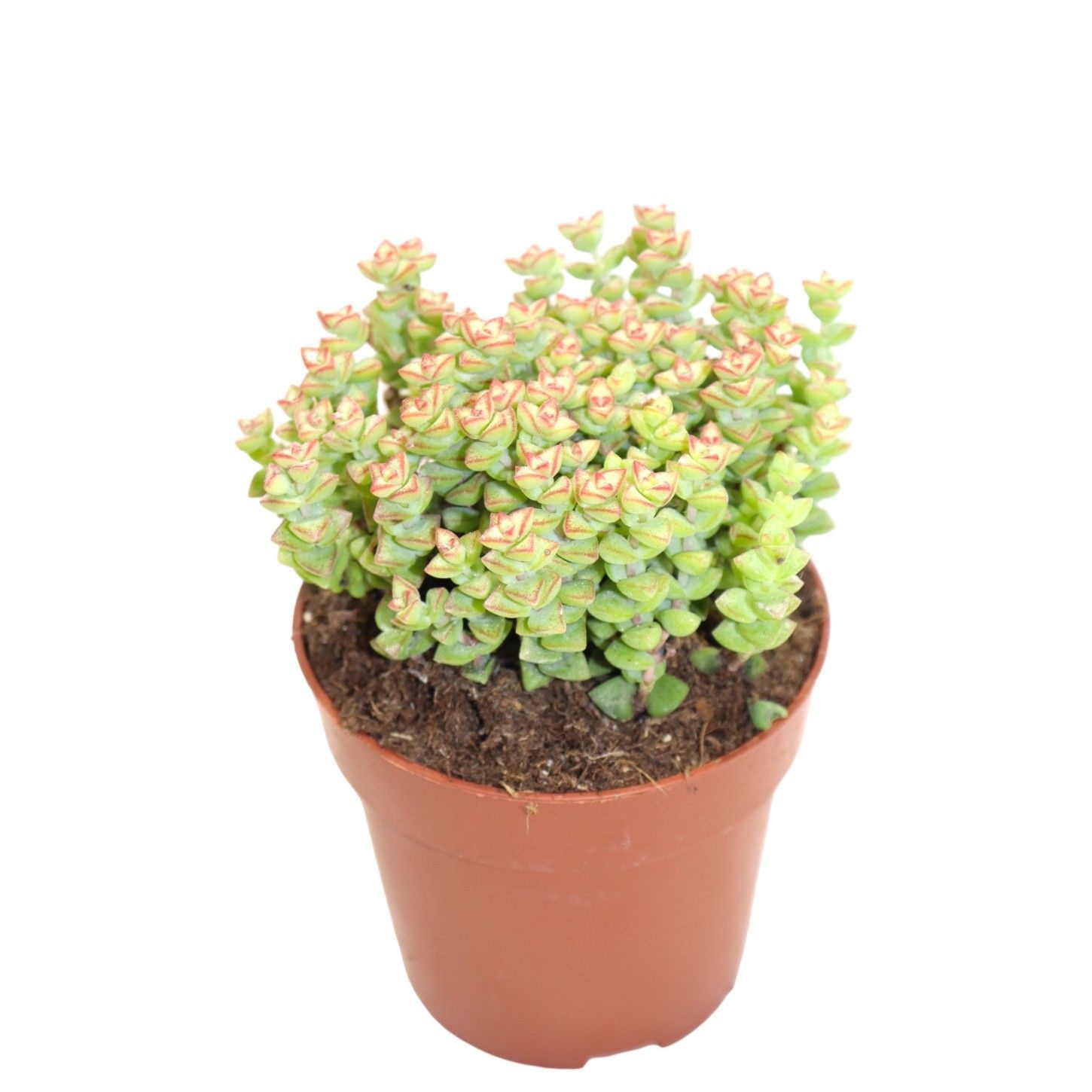 Crassula Tom Thumb, D 8,5 cm