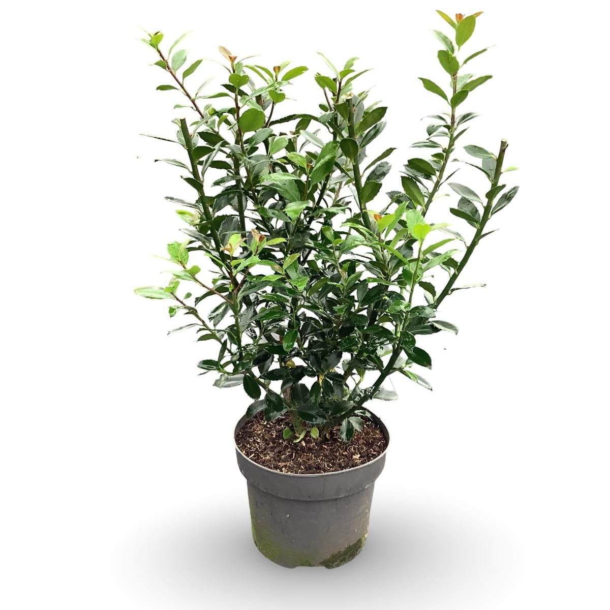 Ilex meserv. 'Heckenpracht', D 32