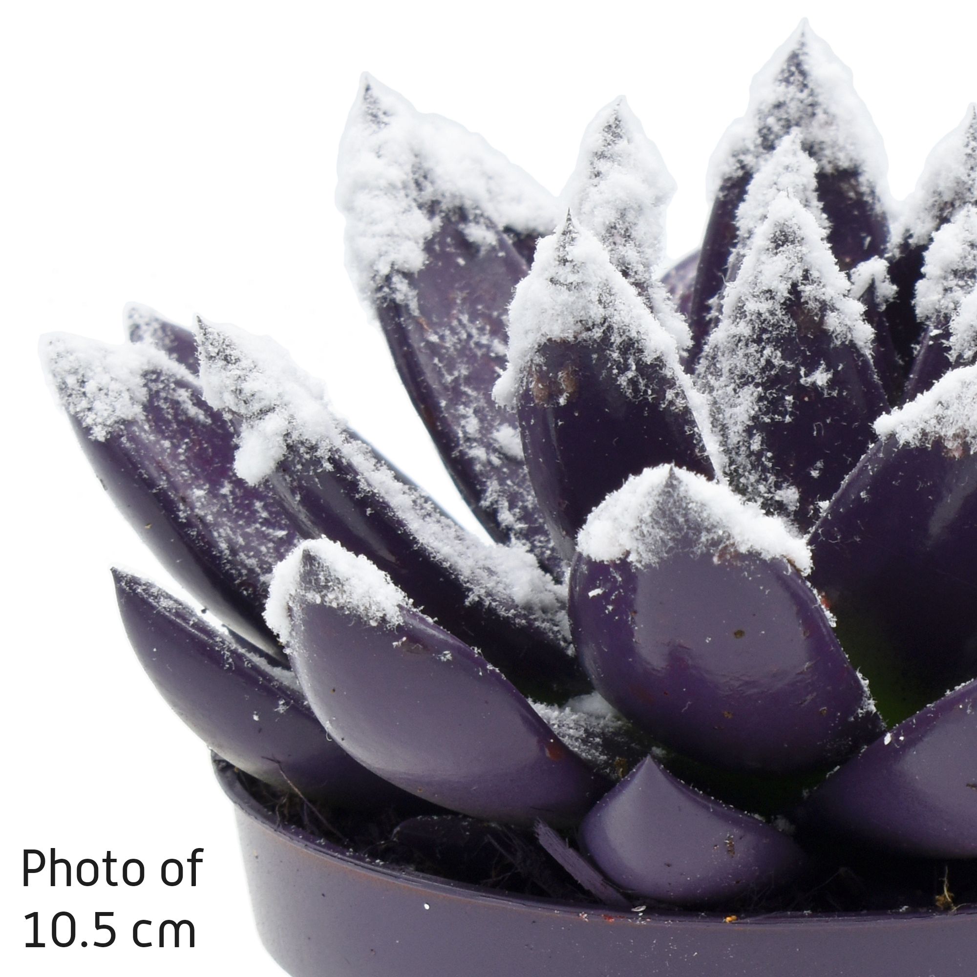 Miranda coloured dark purple + snow, D 12