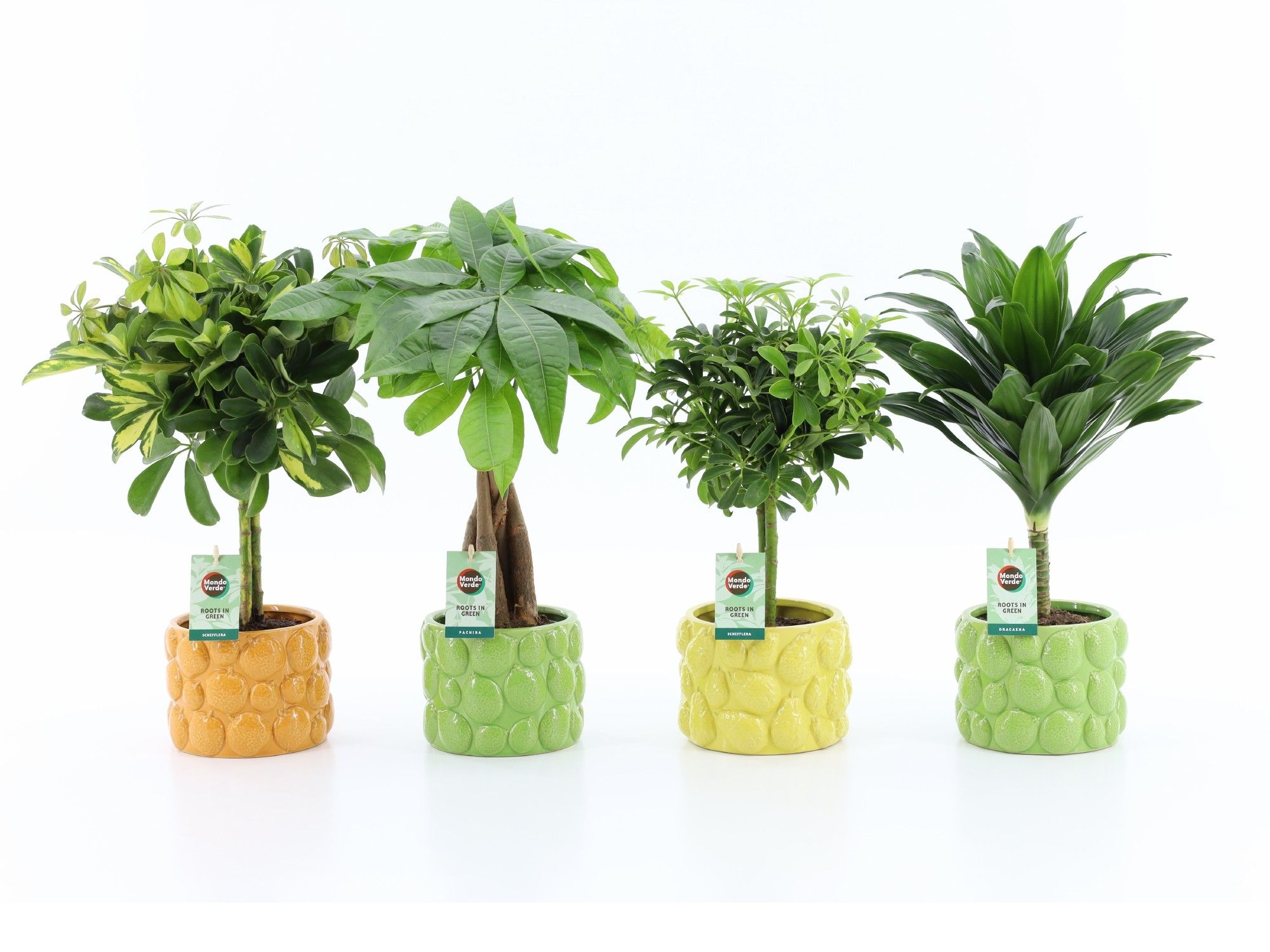 Stammenmix in La Dolce Frutta, D 15