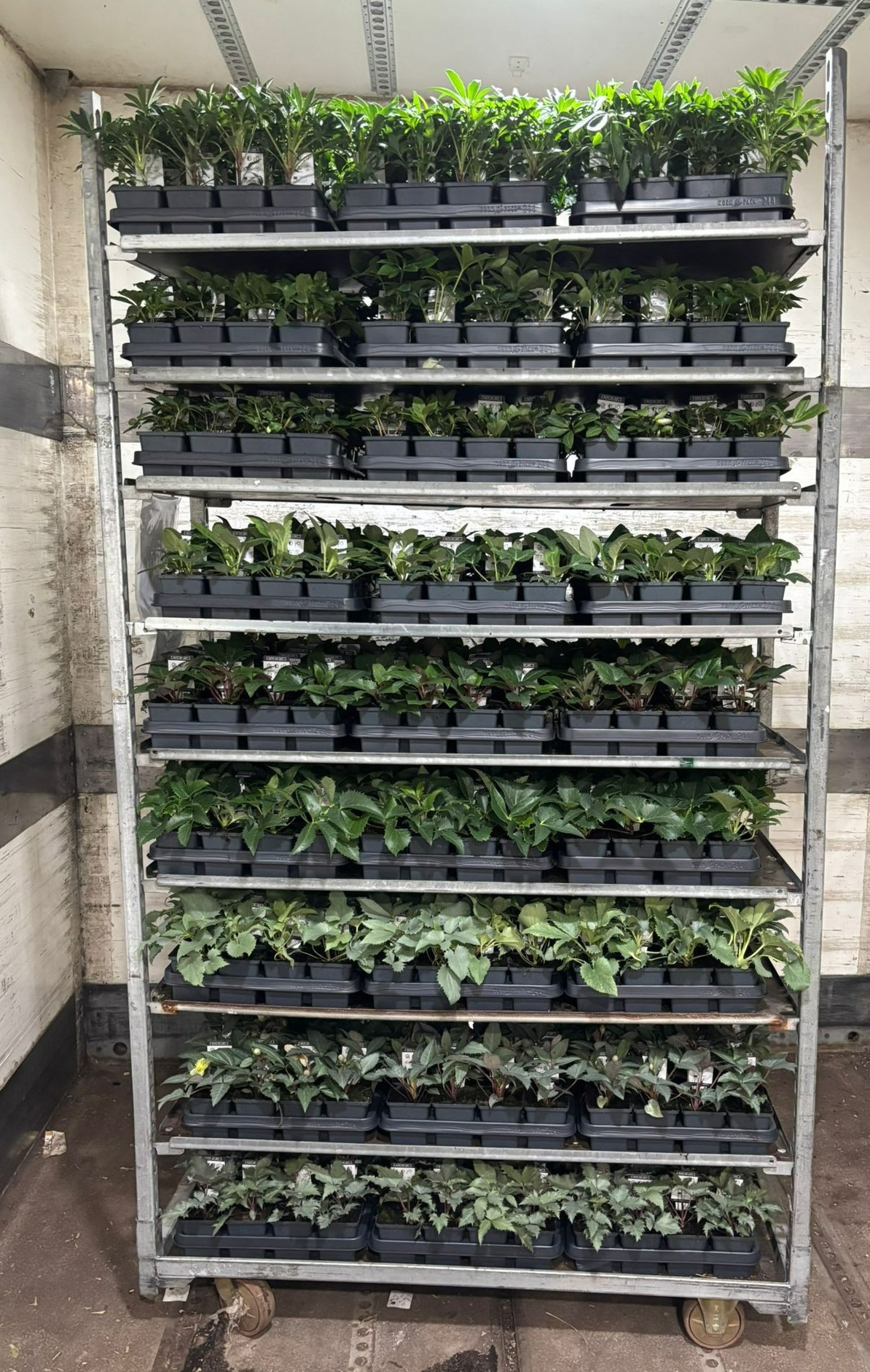 Helleborus mixkar 9 cm, D 9