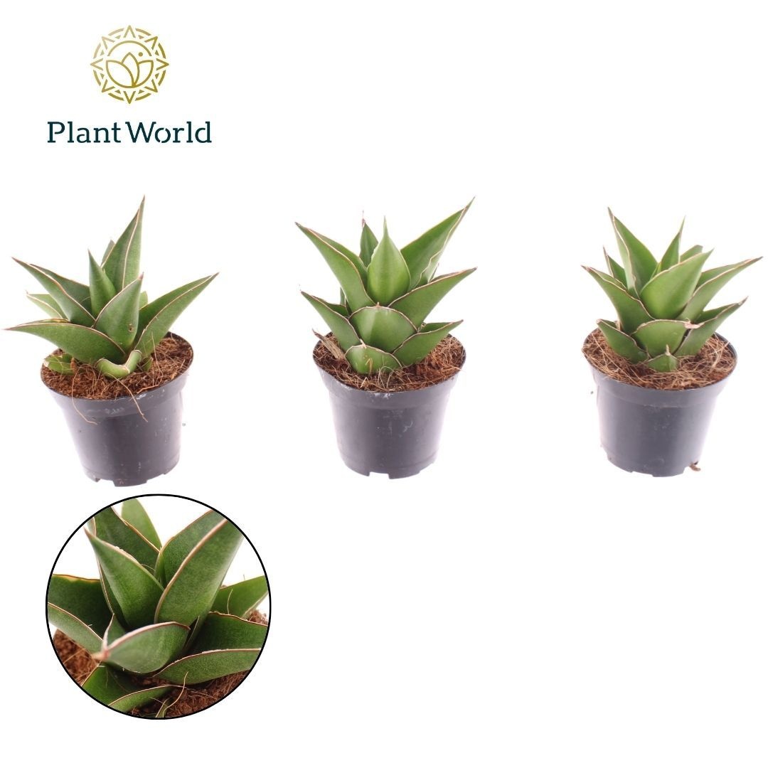 Sansevieria Samurai 7 cm, D 7 cm Sansevieria Samurai 7 cm, D 7 cm