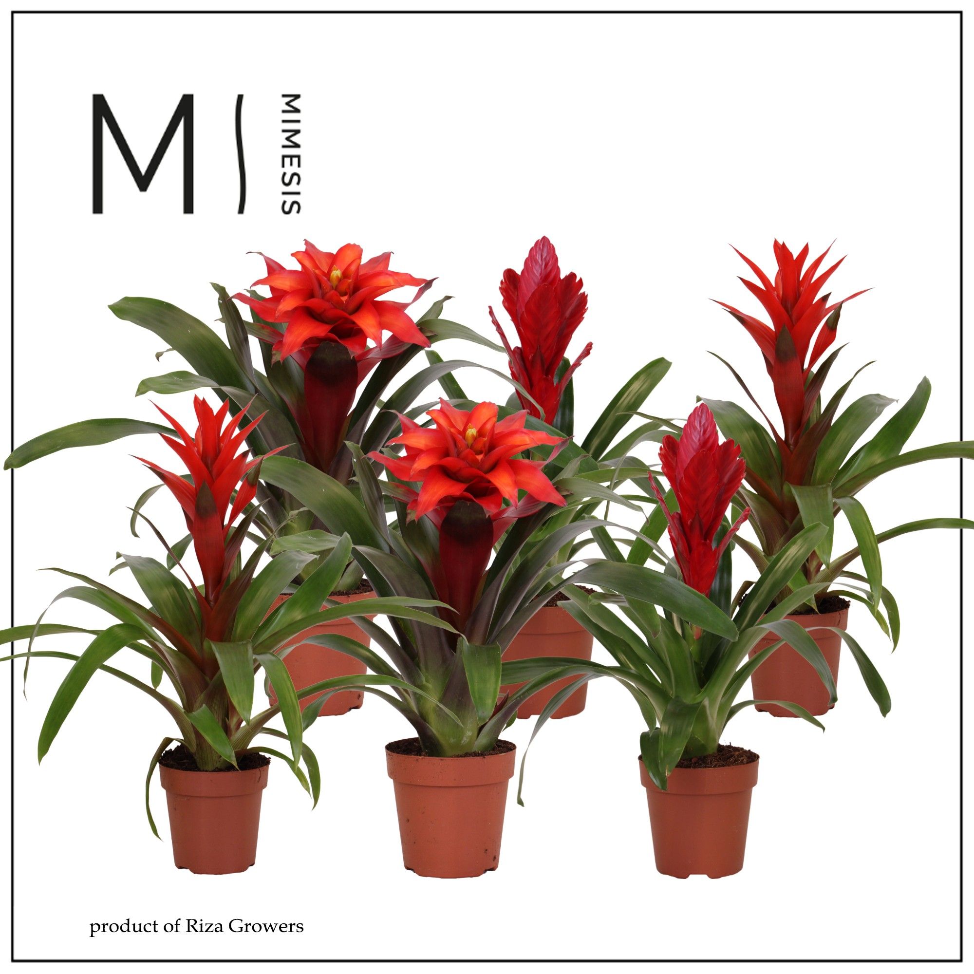 Bromelia Red - 12cm | Mimesis, D 12