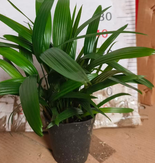 Дипсис микс 15 48 11 35