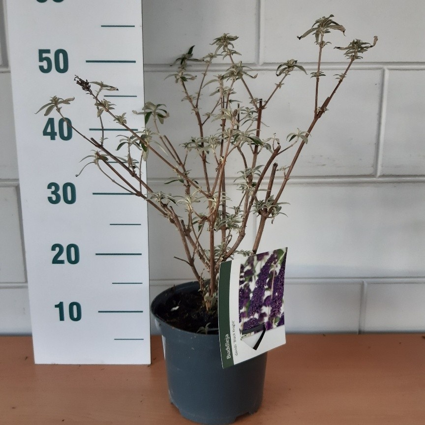 Buddleja davidii Empire Blue, D 19 cm