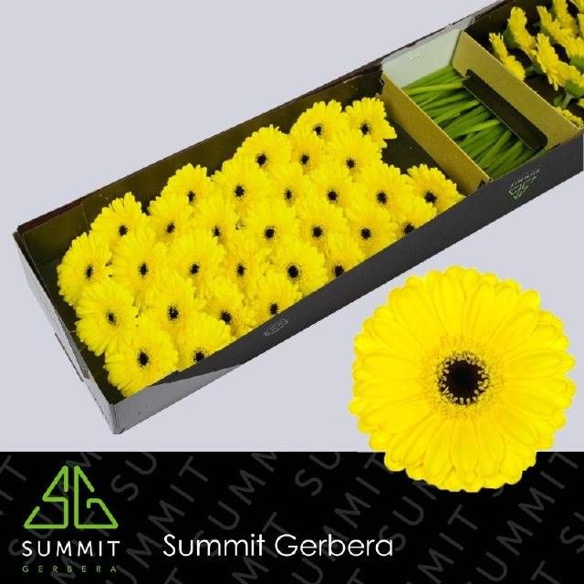 Гермини Пэкмэн x60, шт.