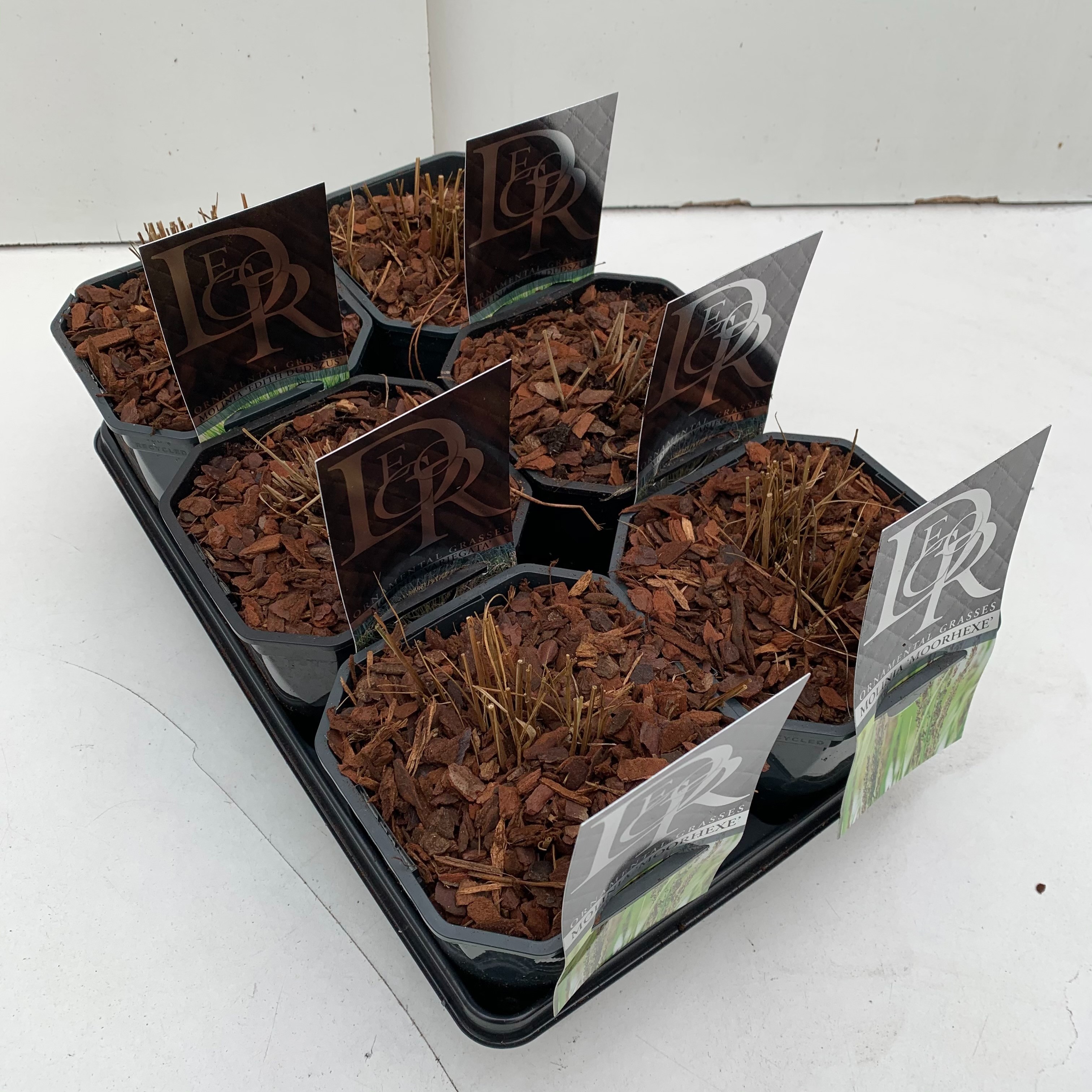 Molinia mix in tray, D 17