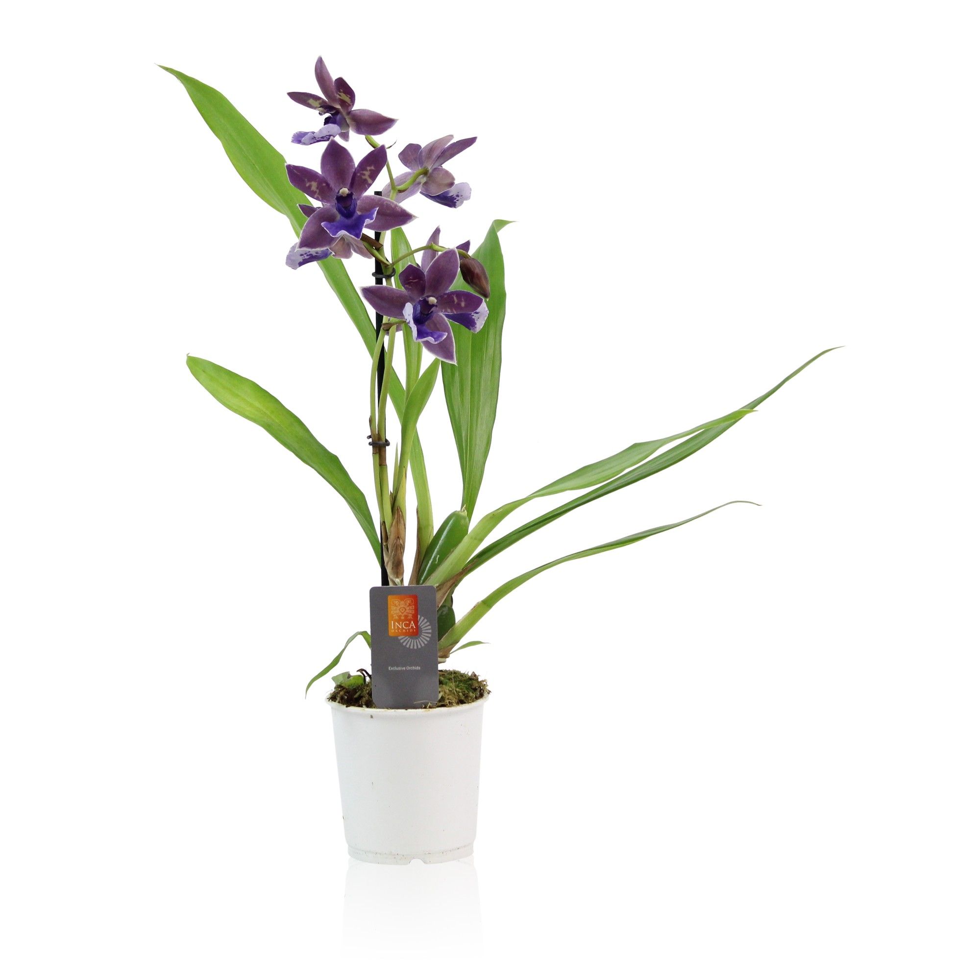 Inca Zygopetalum Impasto Blue 1 spike 9cm, D 9 cm