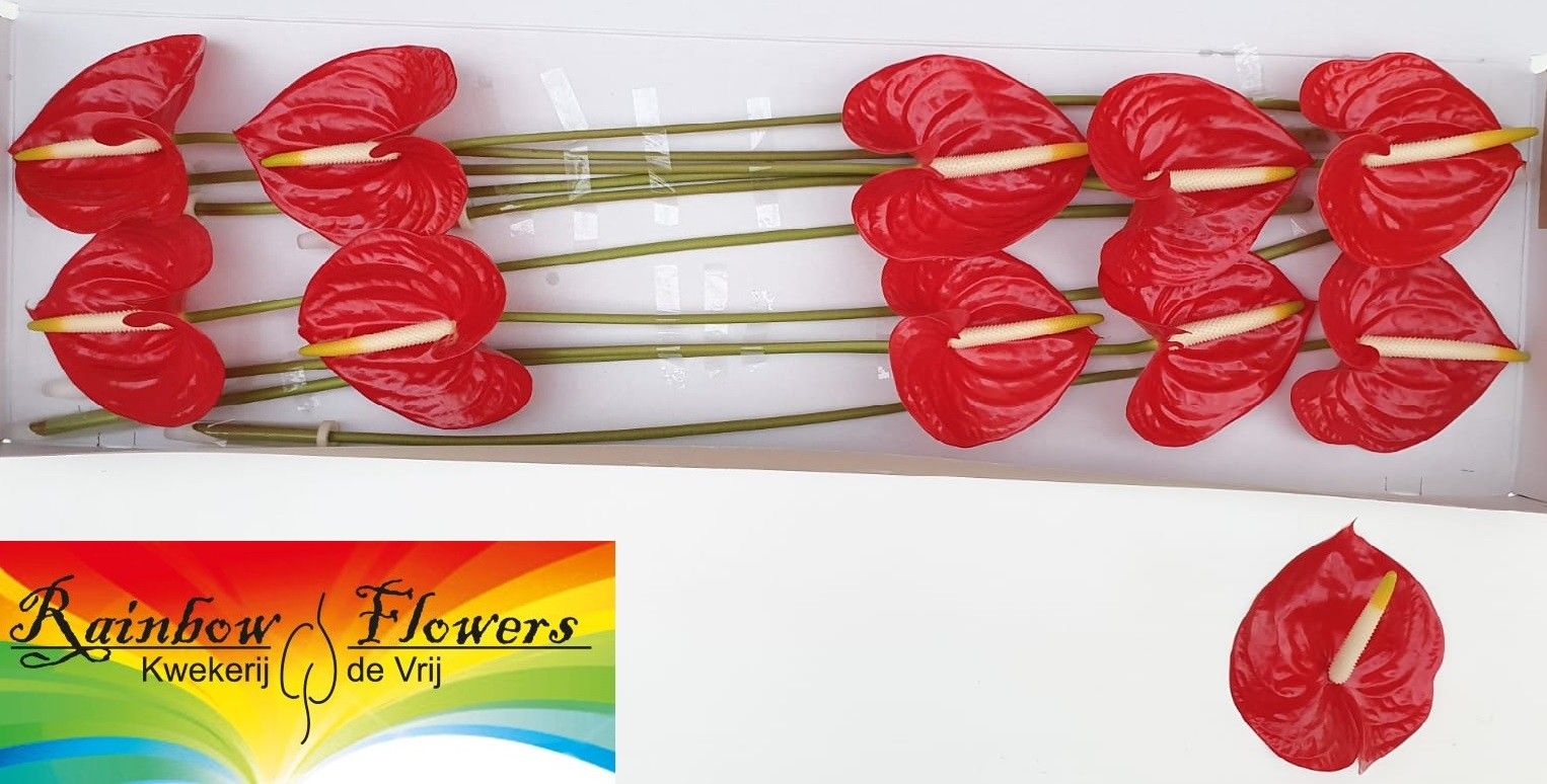 Антуриум Тропикал (красн.) x10, шт.