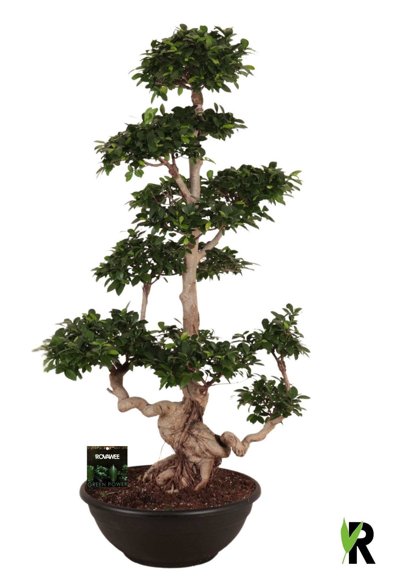 Ficus micr. Multi Branched, D 60