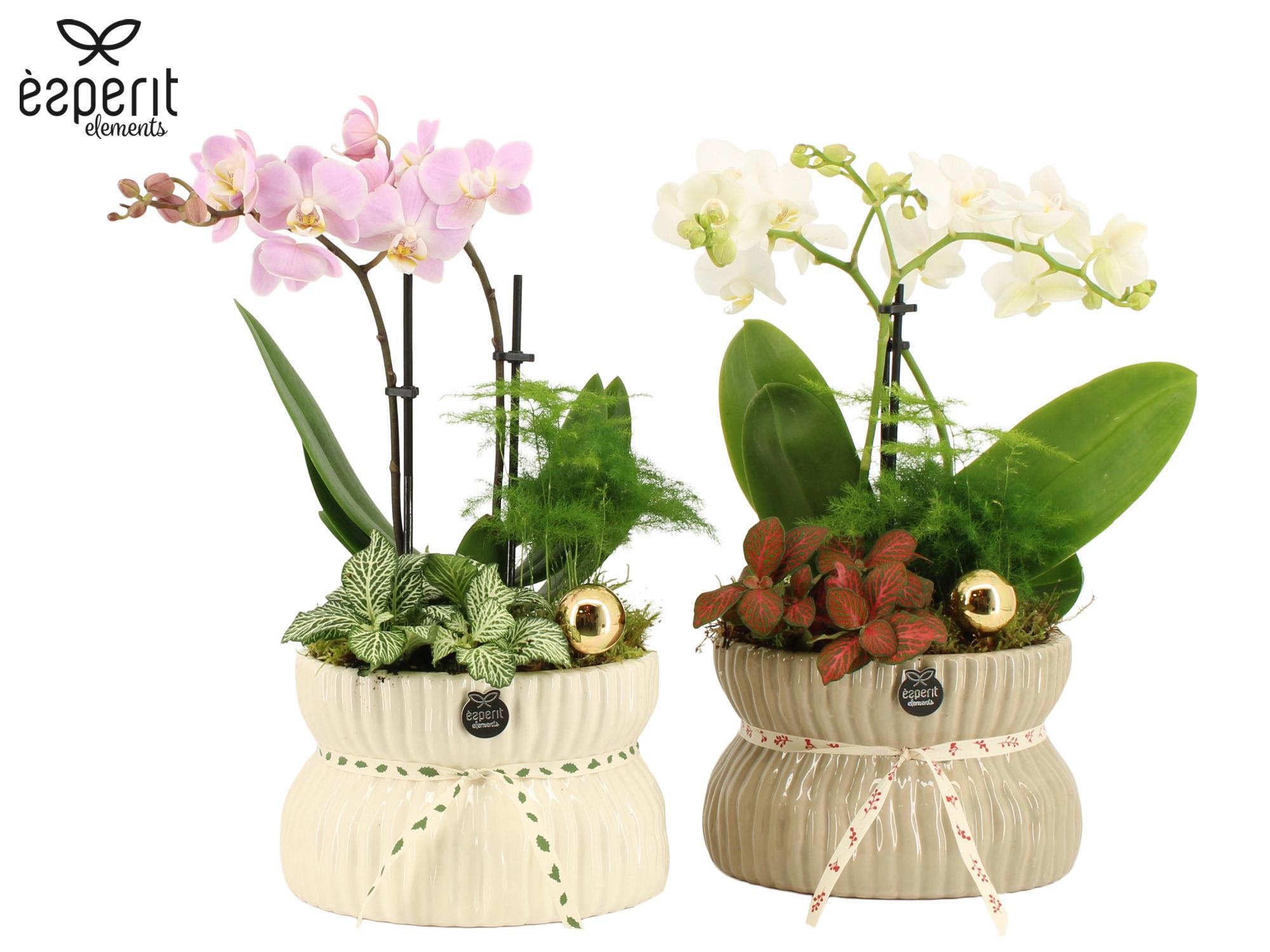 62112: X-mas arrangement, D 17