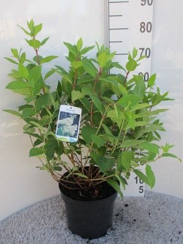 Hydrangea pan. Grandiflora 40-50 P26, D 26 cm