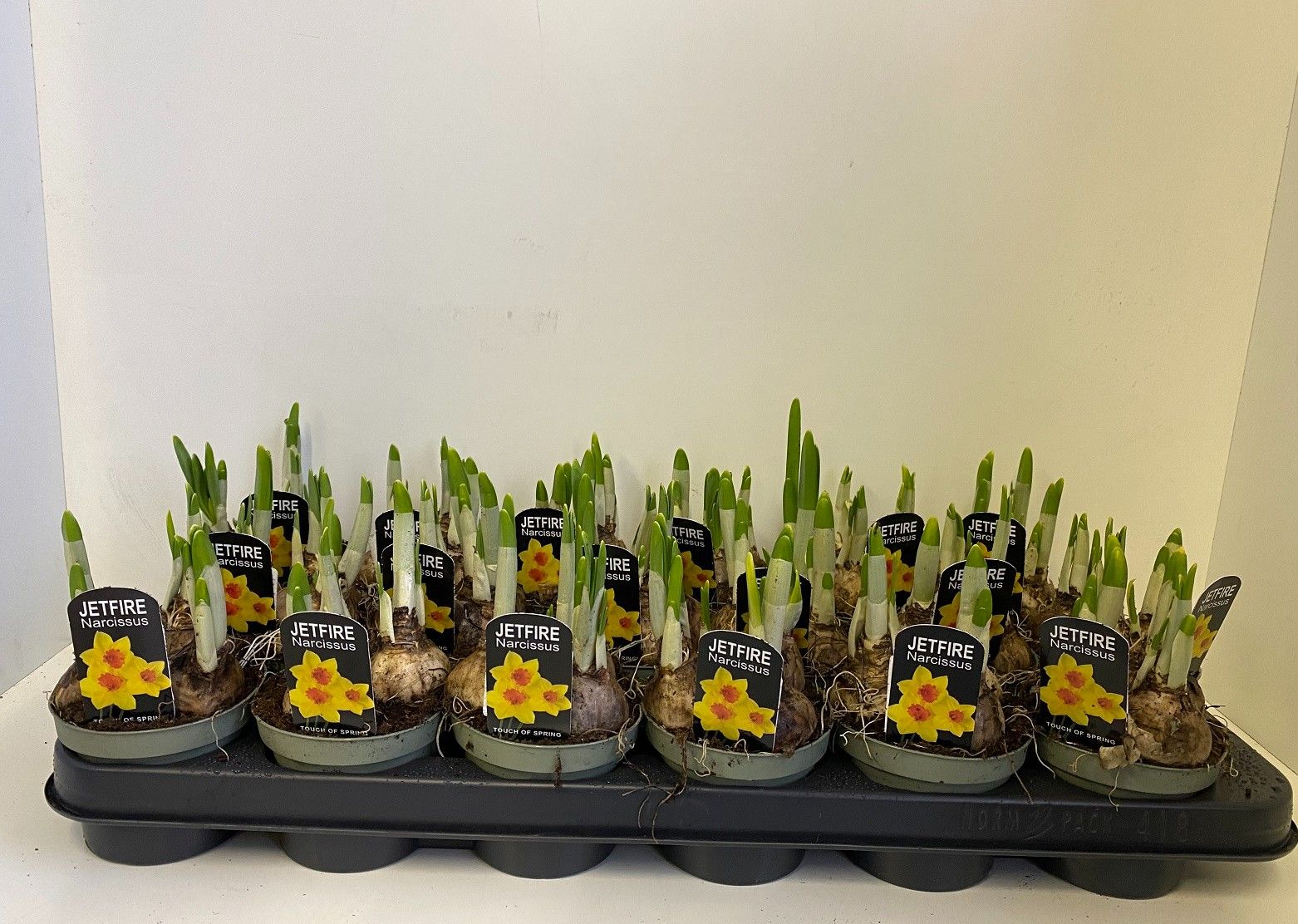 9 cm Narcis Jetfire in in olijfgroene pot, D 9