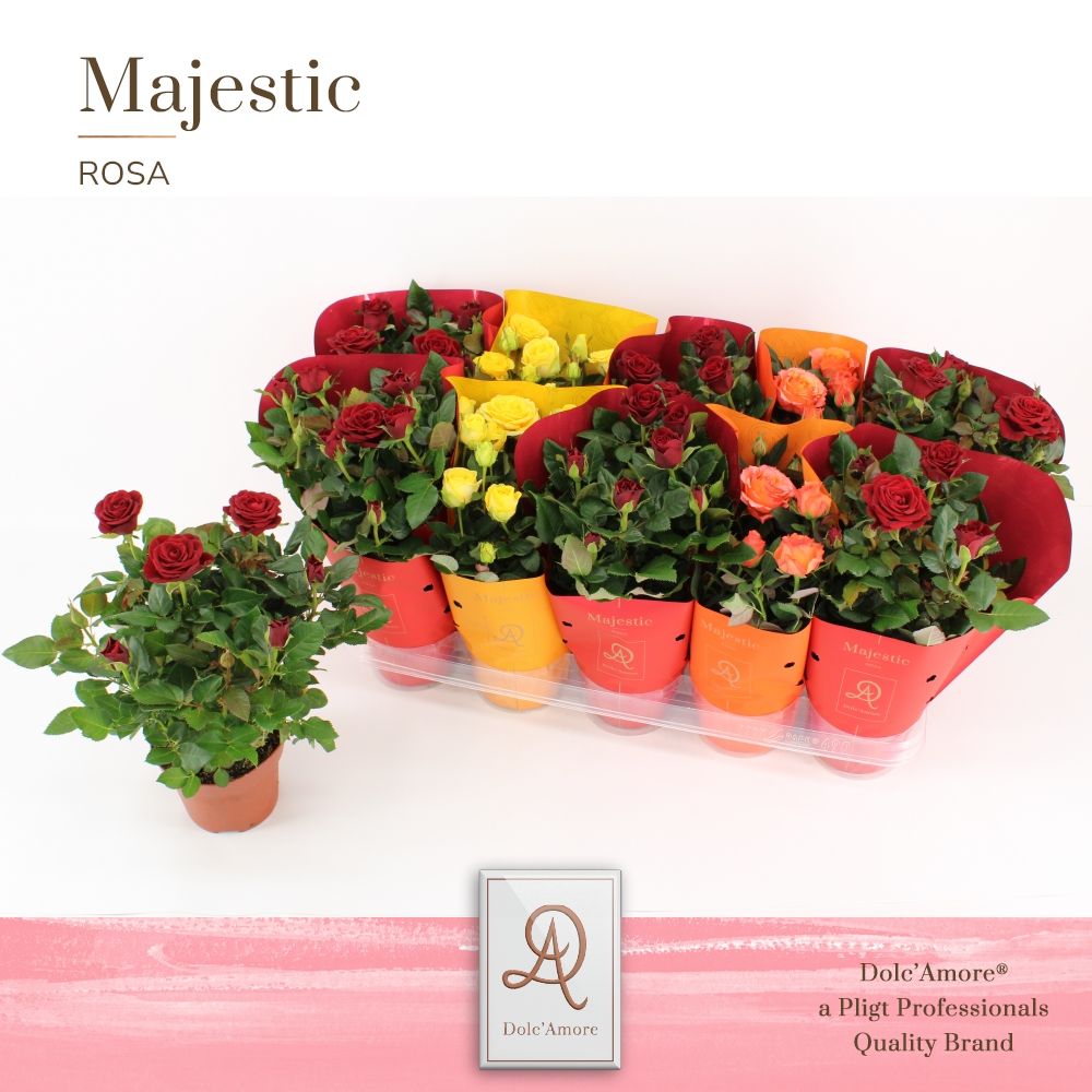 Potroos Toscane Mix P12 Dolc'Amore Majestic, D 12 cm
