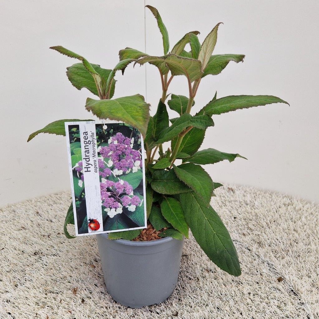 Hydrangea aspera 'Macrophylla', D 17 cm