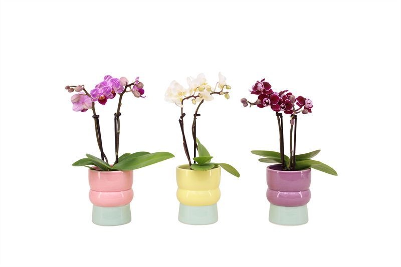 Nova p06 Phal Tiny Dolls mix 2T10+ Aqu@, D 6 cm Nova p06 Phal Tiny Dolls mix 2T10+ Aqu@, D 6 cm
