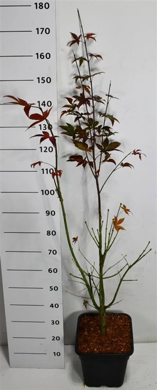 Acer pal. 'Osakazuki', D 32
