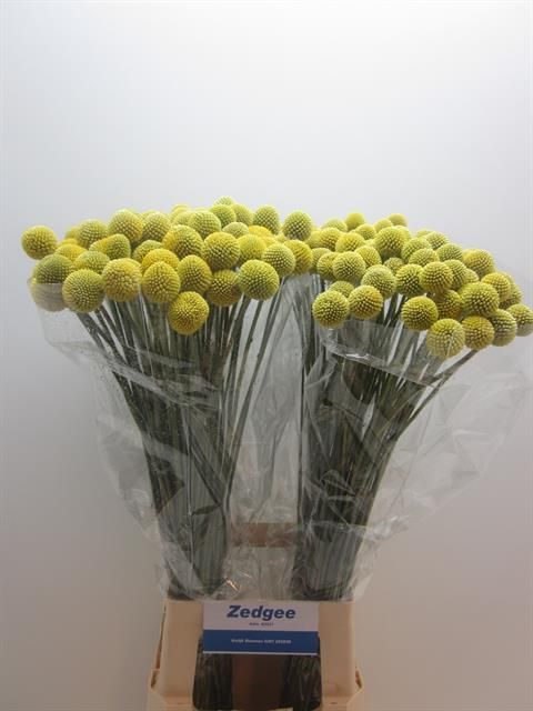 Краспедия Овериг 80, шт.