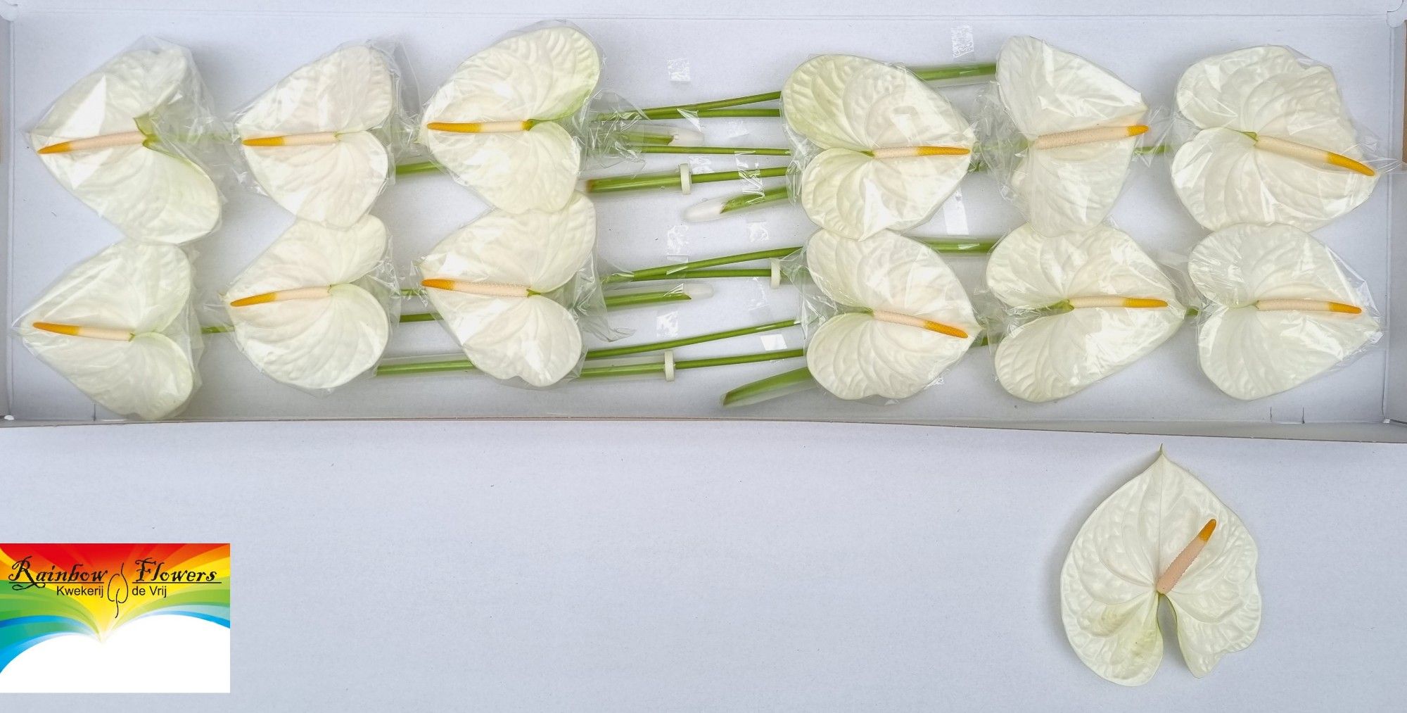 Антуриум Акрополис (бел.) x12, шт.