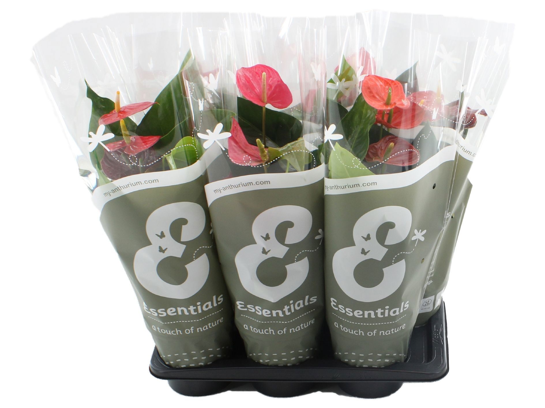 Anthurium 4 color mix in Essentials sleeve, D 17 cm Anthurium 4 color mix in Essentials sleeve, D 17 cm