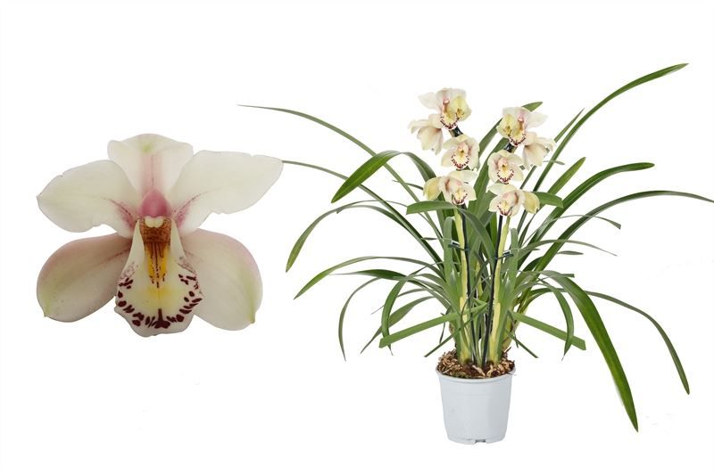 Cymbidium p12 Little Steff 2T10+, D 12 cm