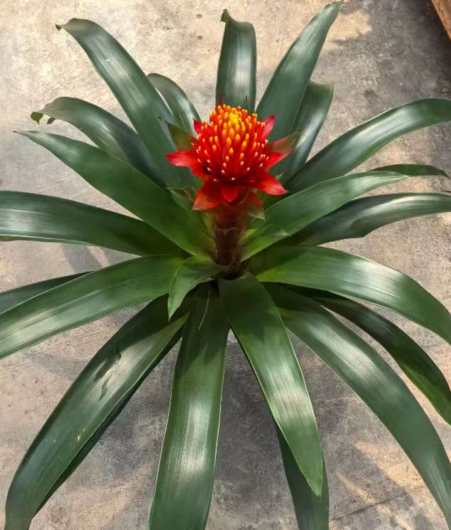 Гузмания Торч 14 50