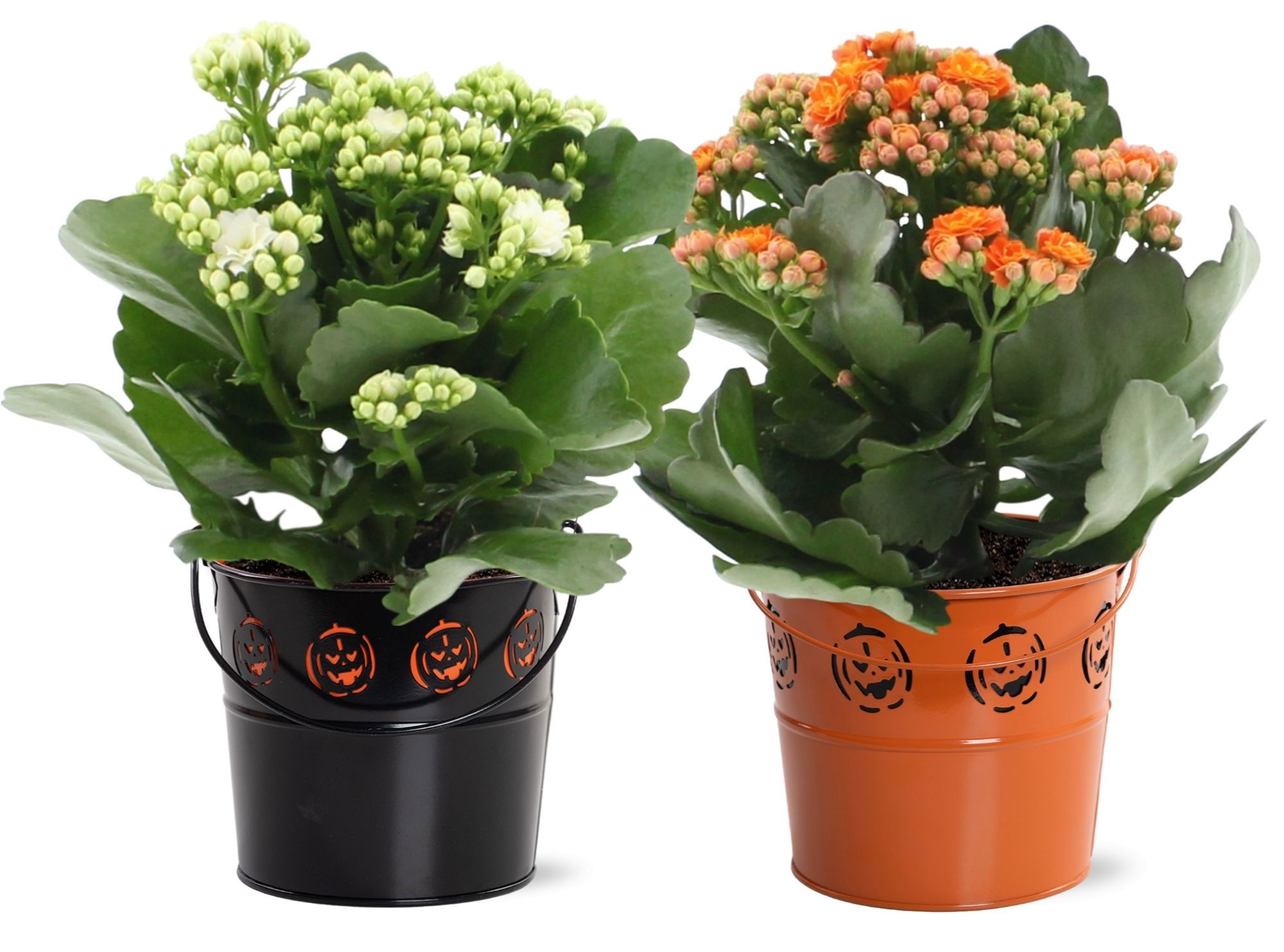 Kalanchoë Orange & White mix in Pomm Halloween zinc, D 12