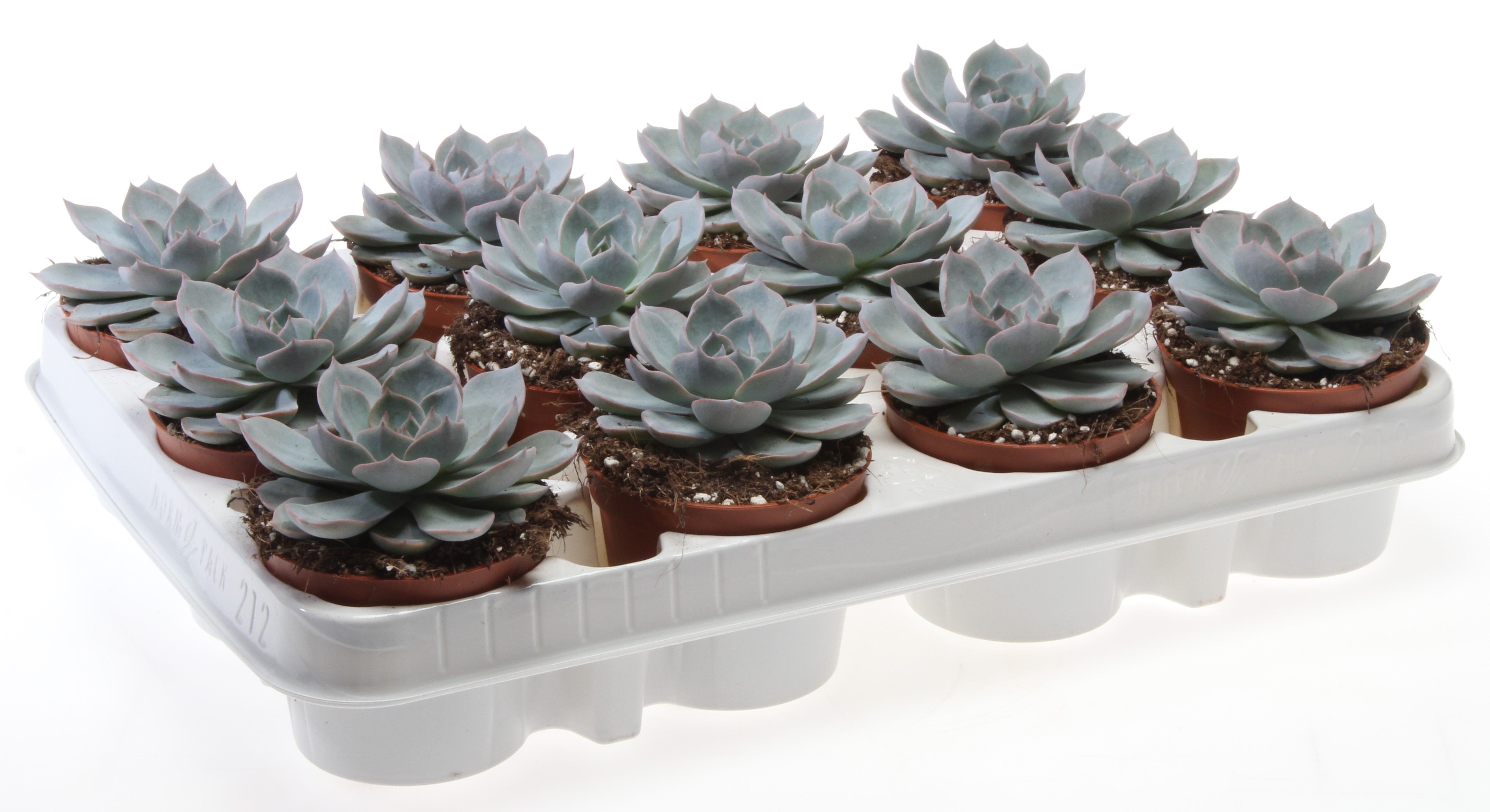 Echeveria subsessilis, D 8,5
