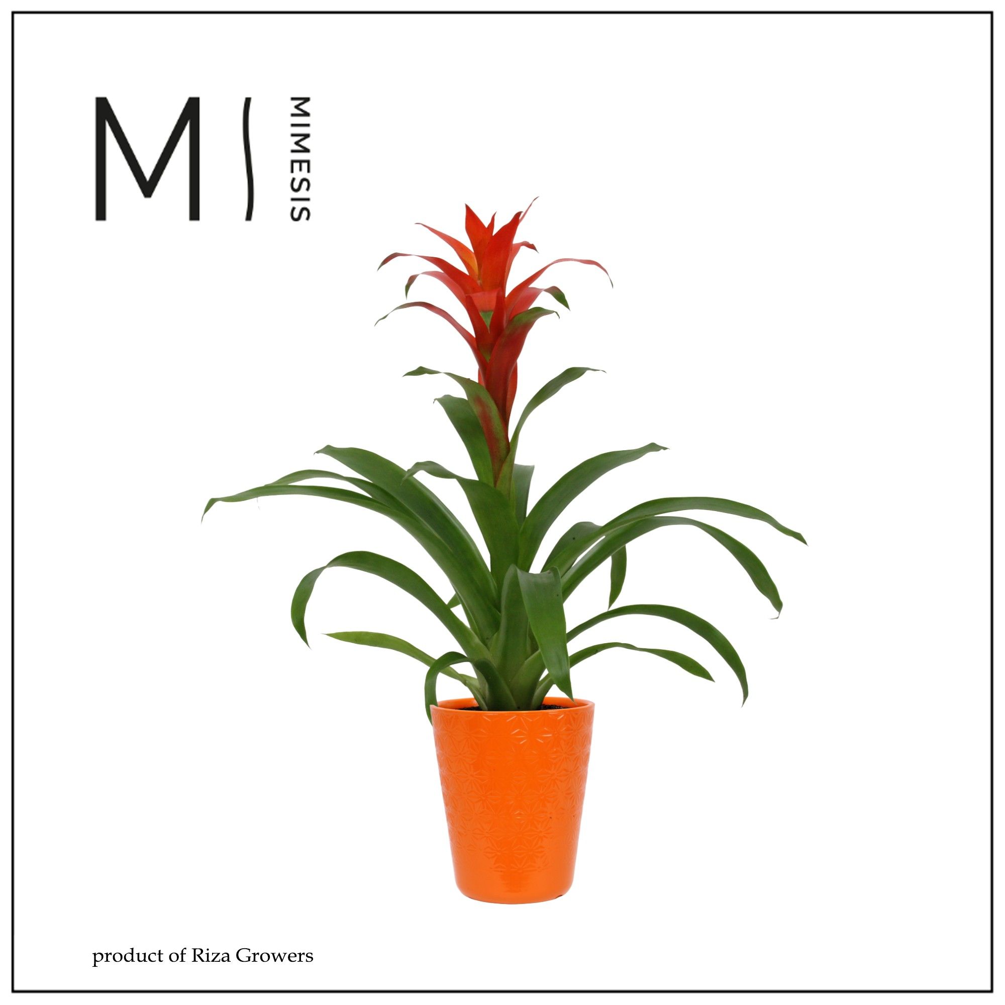 Guzmania Suerte Orange - 13cm in Florence | Mimesis, D 13