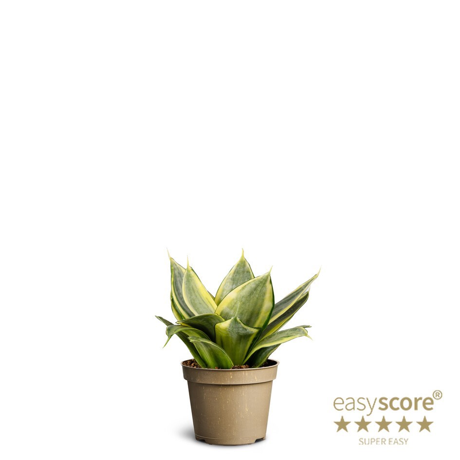 SANSEVIERIA TRIFASCIATA 'HAHNII', D 6 cm