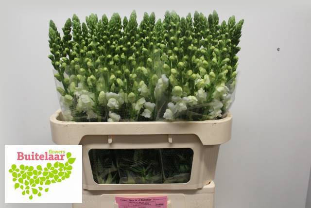 Антирринум Потомак Эрли Вайт, шт.